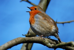 David Plant Photography - Wildlife Photographer - Robin singing - L